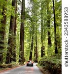 Redwood National and State Parks are strings of protected forests, in California, Redwoods State Park has trails through dense old-growth woods. The trees are almost 400 feet high having wide trunks, 