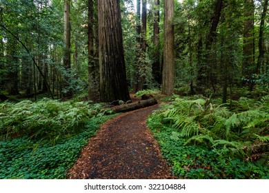 Redwood Path/ A Forest Path In The Iconic Redwoods Of Northern California