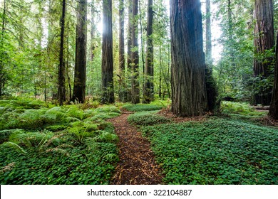Redwood Path/ a forest path in the iconic Redwoods of Northern California