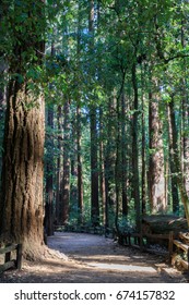 Redwood Path. Henry Cowell Redwoods State Park, Santa Cruz County, California, USA.