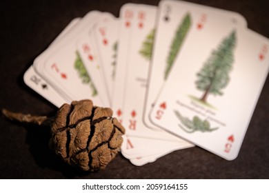 Redwood Pine Cone Next To Alluvium Deck Of Cards With Trees 