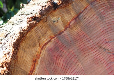  Redwood Sequoia Tree Slab Cut down