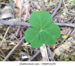 Redwood Sorrel, Oxalis Oregana Is A Species Of The Wood Sorrel Family, Oxalidaceae, Native To Moist Douglas-fir.