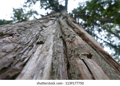 Redwood Tree Bark Close Up (Sequoioideae)