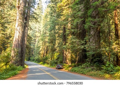 Redwood Tree Giants