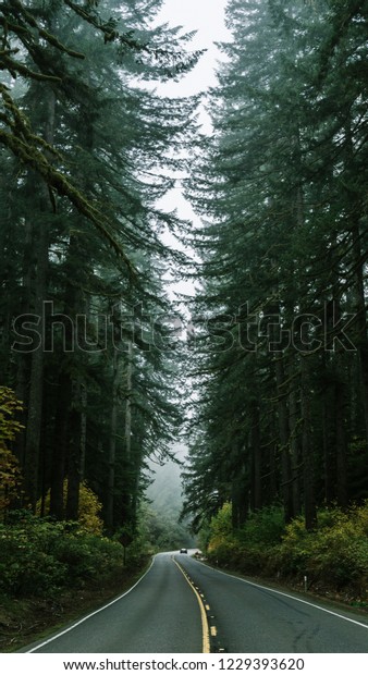 Redwood Tree\
Road