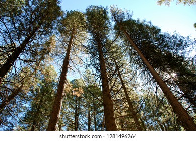 Redwood Tree Tops