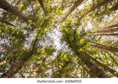 Redwood Tree Tops