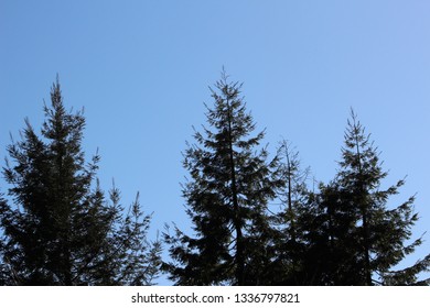 Redwood Tree Tops Blue Sky