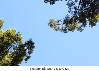 Redwood Tree Tops Blue Sky