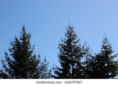 Redwood Tree Tops Blue Sky