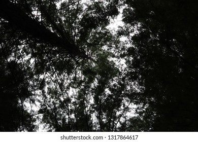 Redwood Tree Tops From The Ground