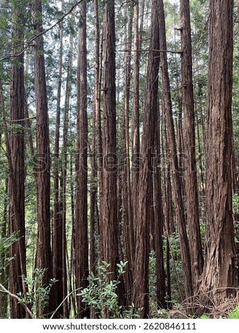 Redwood tree trunks in Muir Woods National Monument 