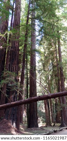 Redwood trees in Armstrong Redwoods State Natural Reserve