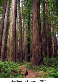 Redwood Trees In Humboldt County, CA