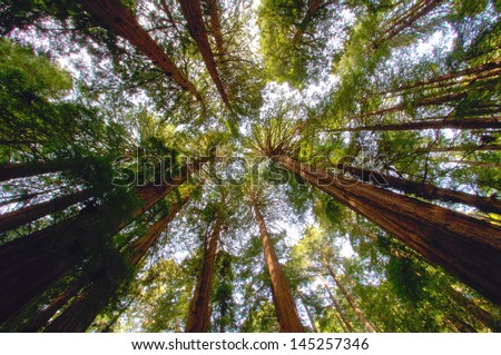 Redwood trees in Muir Woods, CA.