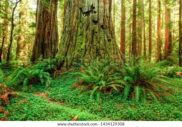 Redwood trees in \
the Redwood National and State Parks (RNSP),  They are old-growth\
temperate rainforests located in the United States, along the coast\
of northern California.