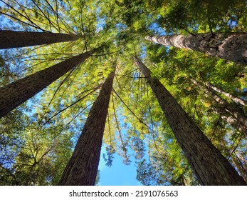 Redwood Trees In The Santa Cruz Mountains Of Northern California.