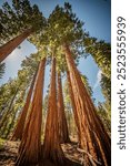 Redwood trees tower over the forest at the Mariposa Grove of Giant Sequoias in California