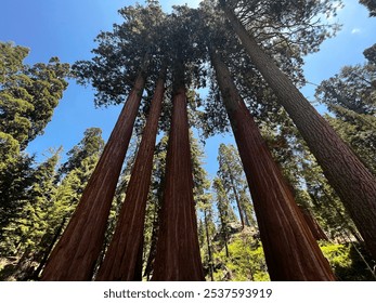 Redwood trees towering in the sky - Powered by Shutterstock