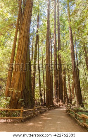 Redwood trees and trail in Muir Woods National Monument, California. USA