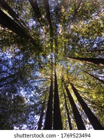 Redwood Trees In The  Woodlands Of Mendocino National Forest, California