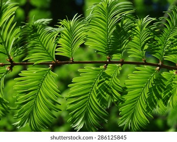 Redwood Twig With Green Leaves