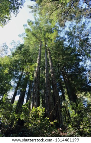 Redwoods in Armstrong Redwoods State Park