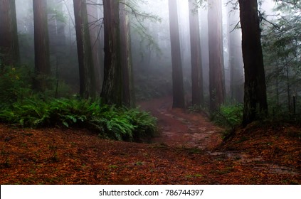 Redwoods In Fog