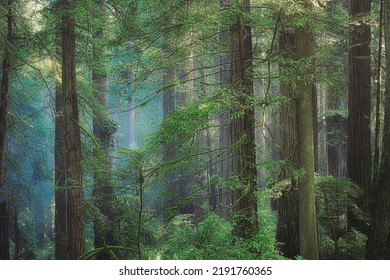 Redwoods In Fog, Del Norte Redwoods State Park California