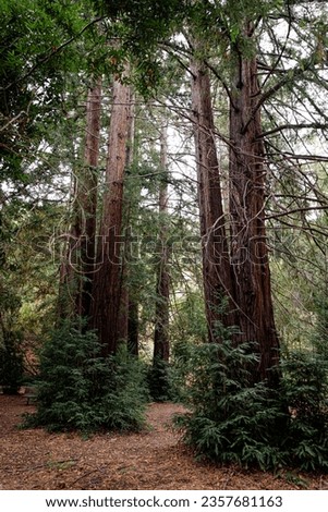 Redwoods in Foothills Nature Preserve in Los Altos Hills, San Francisco Bay Area, Silicon Valley, California