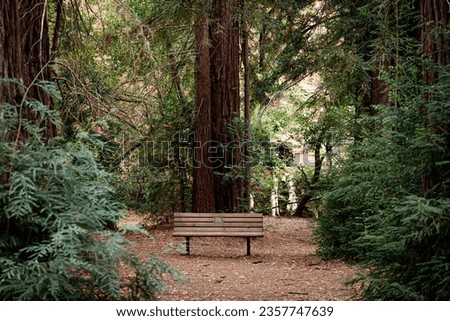 Redwoods in Foothills Nature Preserve in Los Altos Hills, San Francisco Bay Area, Silicon Valley, California