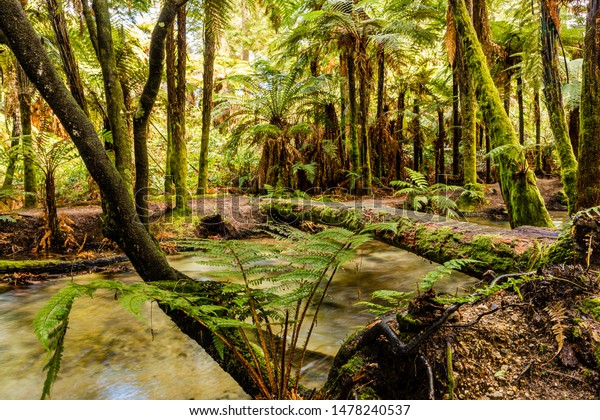 redwoods mountain biking