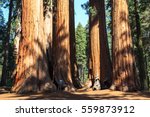 Redwoods of Giant Redwoods National Park California. U.S
