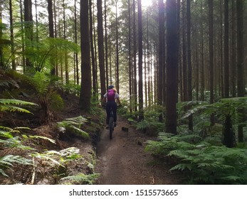 redwoods mountain biking