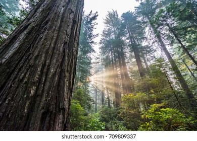 Redwoods National Park in the morning - Powered by Shutterstock