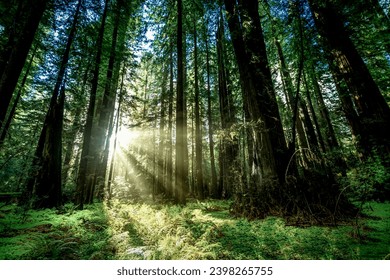 Redwoods National Park Pacific Northwest - Powered by Shutterstock