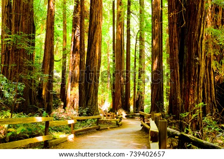 Redwoods National Park - A trail through a stand of redwoods on a sunny summer day