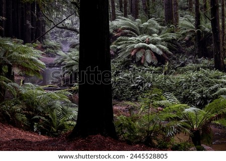 The Redwoods, Otway's. Californian Redwoods in the middle of the Great Otway National Park.