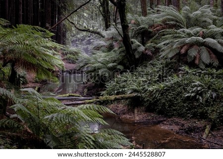 The Redwoods, Otway's. Californian Redwoods in the middle of the Great Otway National Park.