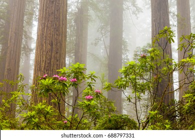 Redwoods And Rhododendrons Along The Damnation Creek Trail In De