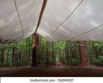 Redwoods, Rotorua, New Zealand. A Large Fabric Tent Frames The View Towards The Tree Trunks In The Distance.