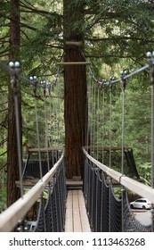 Redwoods Treewalk In Whakarewarewa Forest In New Zealand