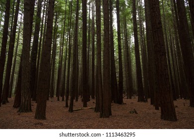 Redwoods Treewalk In Whakarewarewa Forest In New Zealand