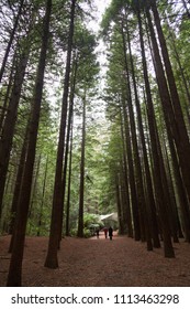 Redwoods Treewalk In Whakarewarewa Forest In New Zealand