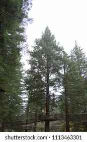 Redwoods Treewalk In Whakarewarewa Forest In New Zealand