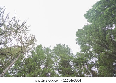 Redwoods Treewalk In Whakarewarewa Forest In New Zealand