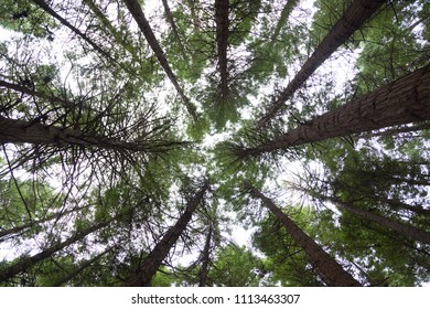 Redwoods Treewalk In Whakarewarewa Forest In New Zealand