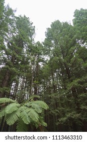 Redwoods Treewalk In Whakarewarewa Forest In New Zealand