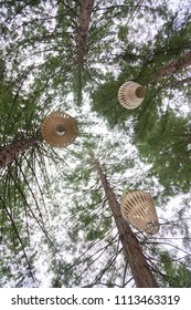 Redwoods Treewalk In Whakarewarewa Forest In New Zealand